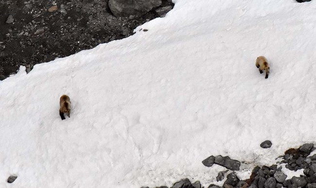 BearGAARMatthewCameron_web Bears on ice field in the Brooks Range.