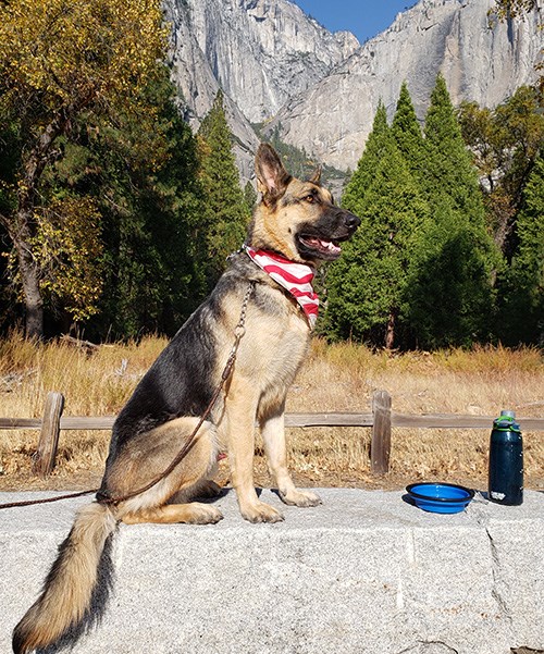 Bear, a large dog, sitting upright with a dry Yosemite Falls in background