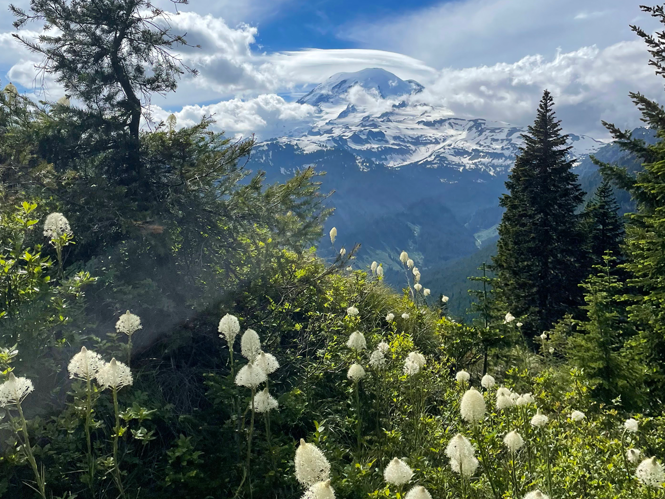 Fluffy white flowers in bloom in front of a large snow-covered mountain peak.