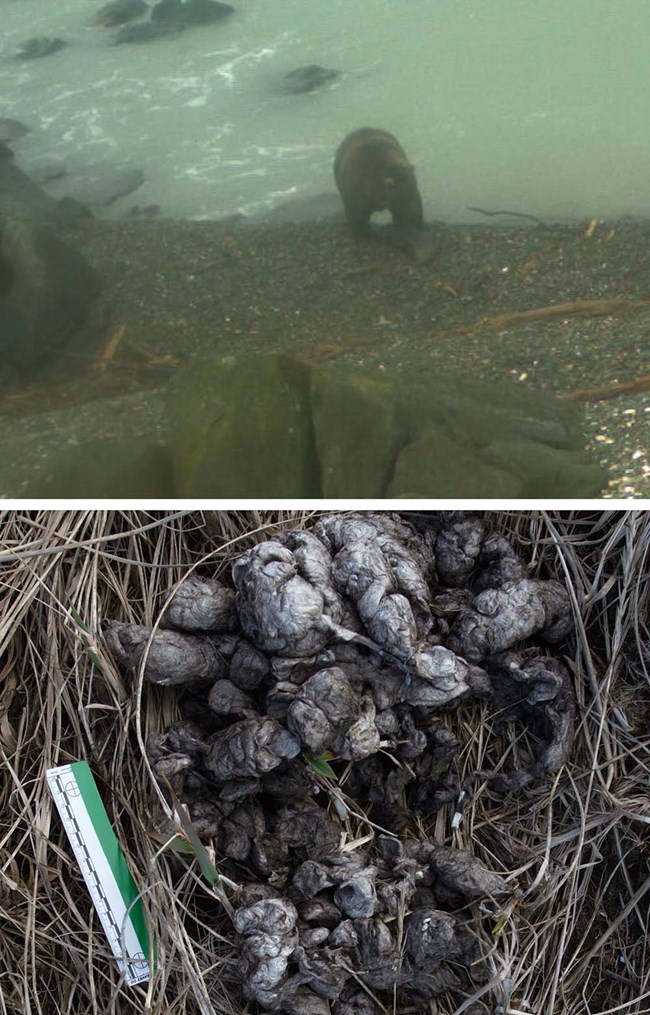 Two images--the top image shows a bear with a sea otter carcass, the bottom image is bear scat with sea otter fur.