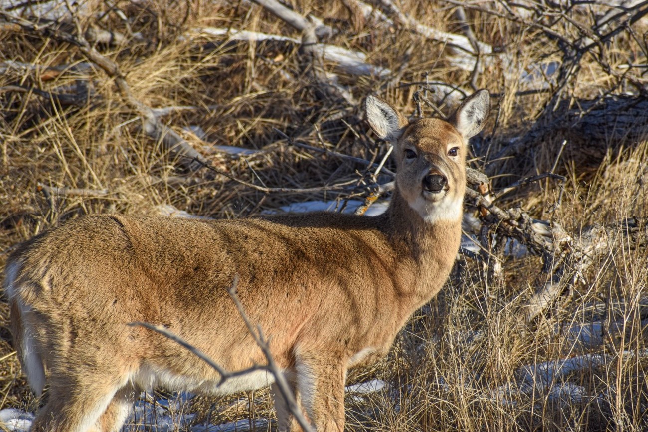 A White-Tailed doe with a grassy background.