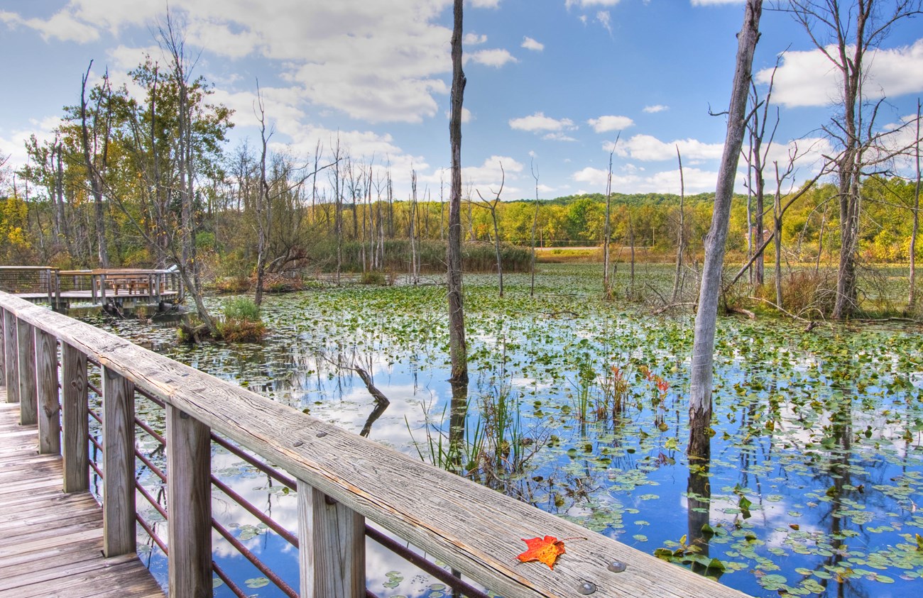 Gray tree trunks rise from the water of a wetland reflecting blue sky; green lily pads float on the water and a wooden boardwalk railing stands in the foreground.