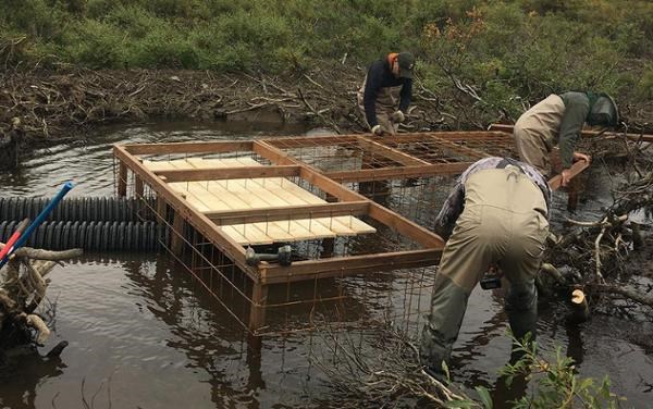 Men installing beaver deceiver in a pond.