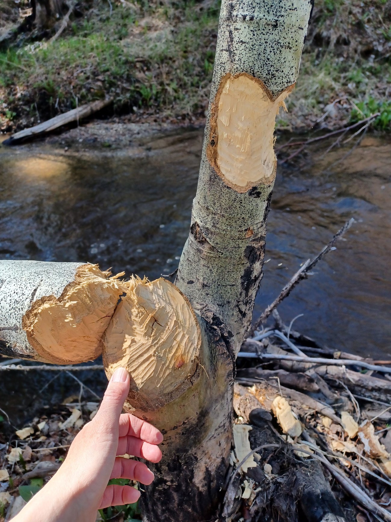Beaver chew Person's thumb touching a trunk of a small tree that has been completely chewed through by a beaver. Another trunk still stands but also has chew marks on one side.