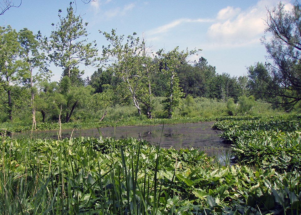 Beaver Marsh A pool of water surrounded by wetland plants, shrubs, and trees.