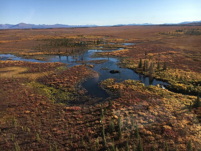 Tundra in fall color with a beaver dam.