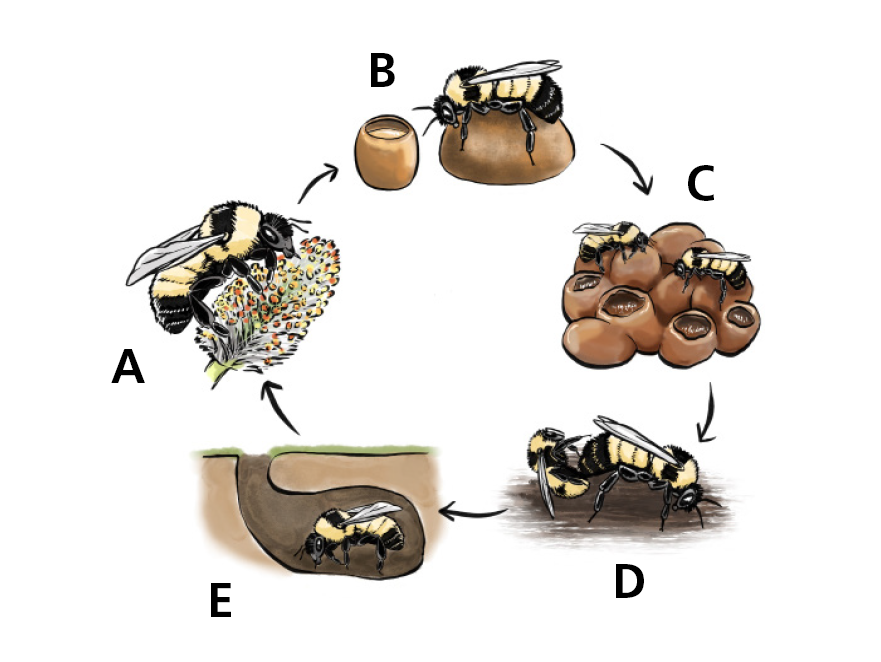 illustration of the lifecycle of a bee