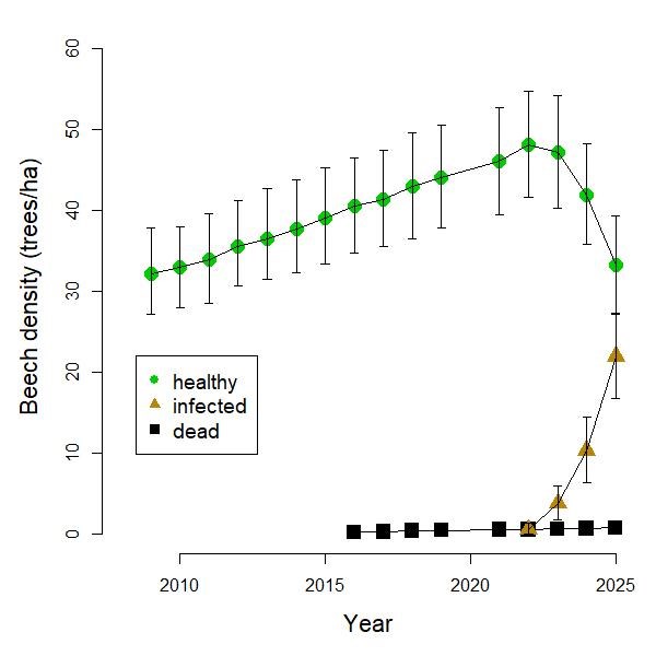 A line graph showing beech density and health versus year (2010-2025). The density of healthy beech trees was increasing until 2023, when it began declining alongside a rise in BLD-infected tree density. The density of dead beech trees remains near zero.