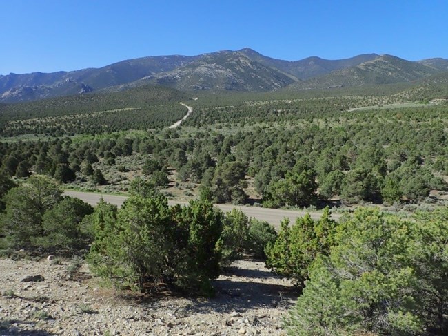 Before the thinning occurred this heavily forested lanscape is what existed