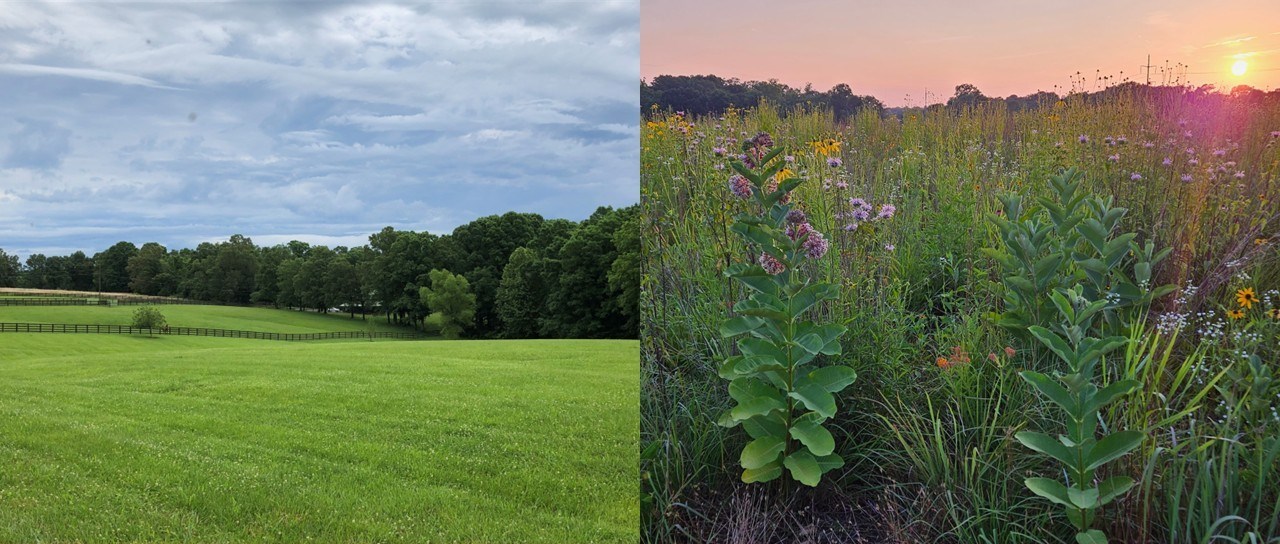 Before and after images of grassland reconstruction. The left before side shows a rolling lawn. The right after side shows a close up of milkweeds, grasses, and other flowers in a reconstructed grassland.