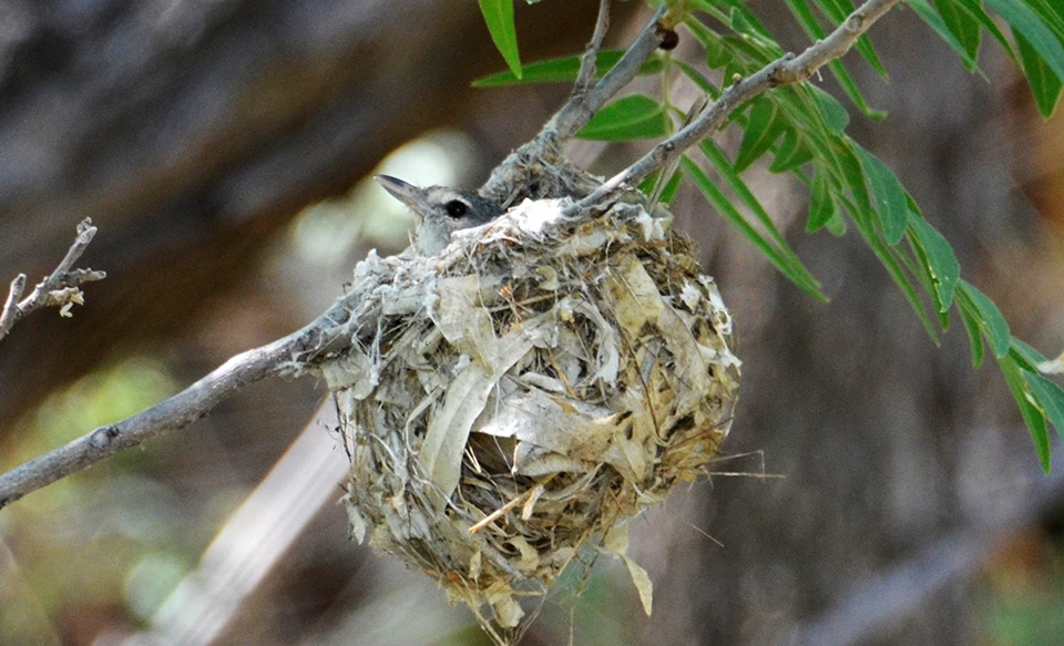 Bell's vireo A gray bird head with a black eye, white eye stripe, and pink and gray bill peeking out of a ball nest made of leaves and twigs hanging from a fork in a branch.