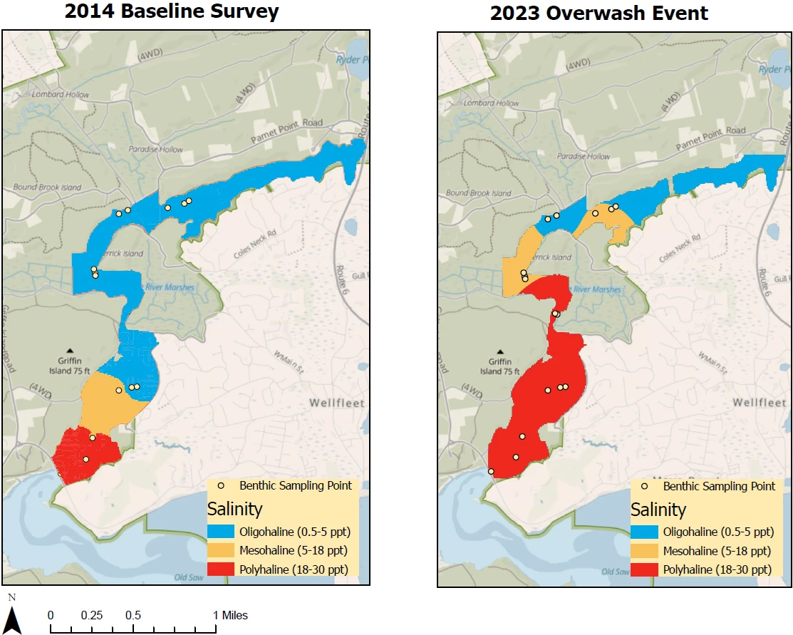 Benthic sampling points Side by side maps shwing the same sampling points along the Herring River in 2014 (left) and 2023 (right). The river is shown in 3 colors based on salinity. Much more of the river is high salinity in 2023. Zones of moderate salinity extend miles upstream.