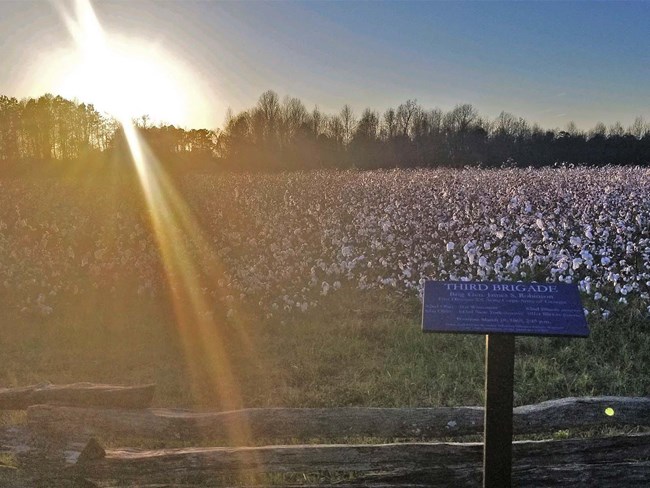 Sunlight streams over a line of trees and across a field of cotton. In the foreground is a wooden rail fence and a small sign noting the site of the Third Brigade.