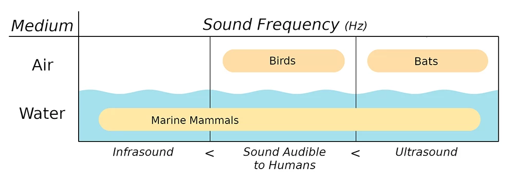 Betchkaletal_Bioacoustics_Figure1_web A figure showing sound frequencies in air and water and the kinds of species that make those sounds.