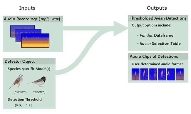 A figure showing work flow for uploading species audio recordings.