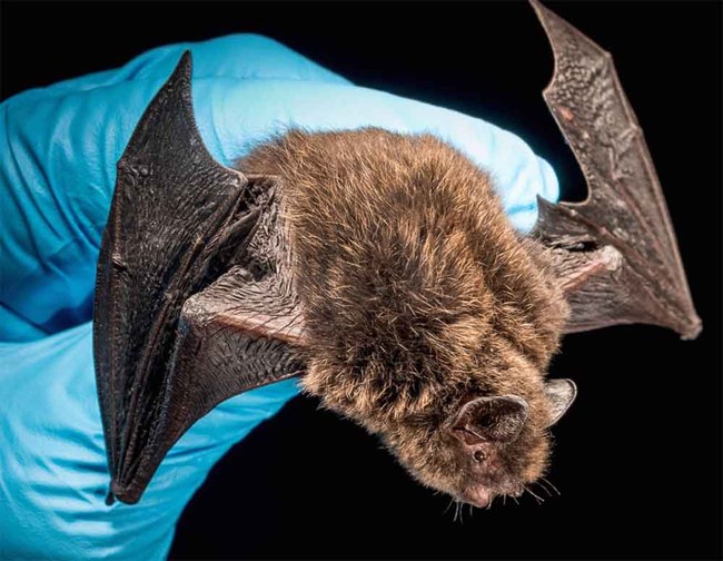 A little brown bat held by a gloved hand.