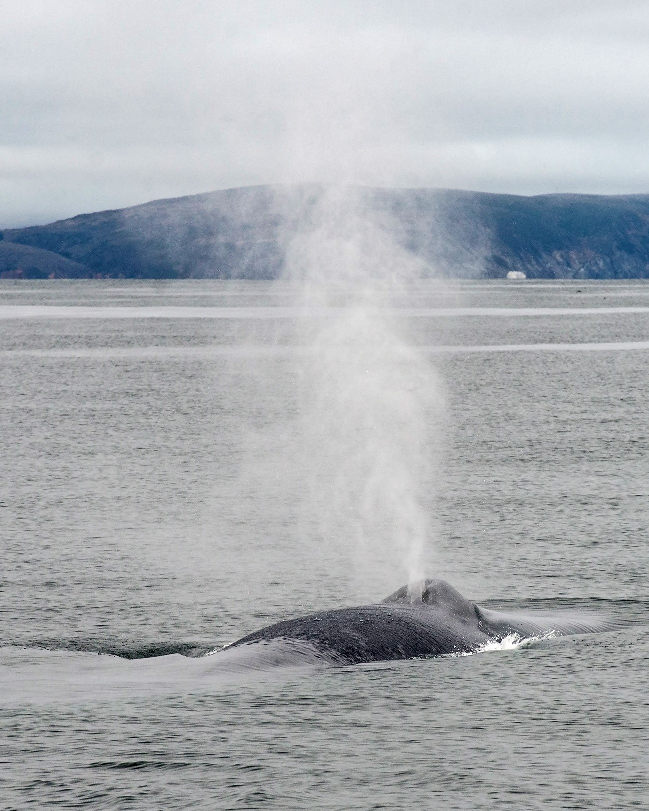 Blue whale Blue whale spouting, with the California coast in the background.