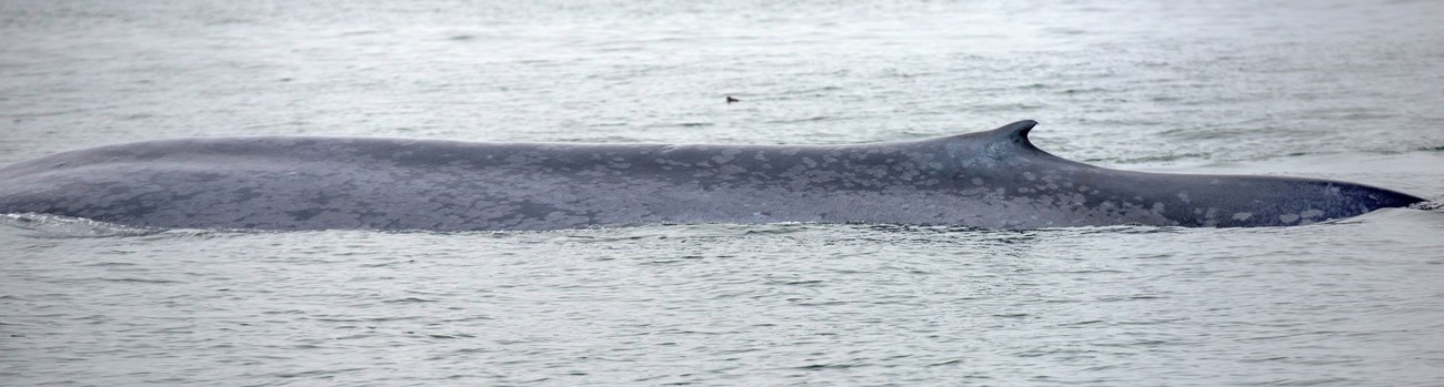 Blue whale Close up of a blue whale's long back and relatively small dorsal fin as it emerges at the surface of the ocean.