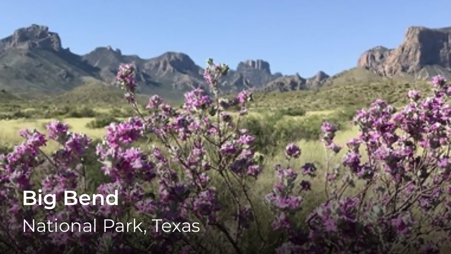 Mountains and purple flowers. In the lower left, the words Big Bend.