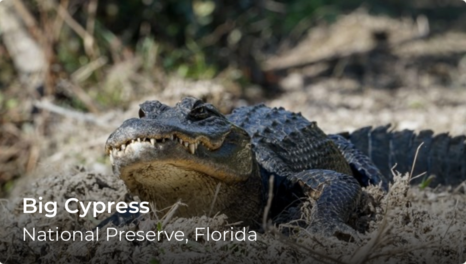 An alligator. Words over the image read, Big Cypress.