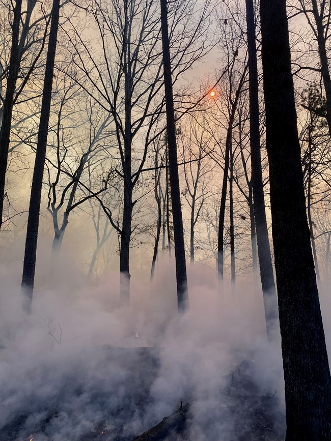Big Spring Burn prescribed burn Smoke rises from the ground amid leafless trees