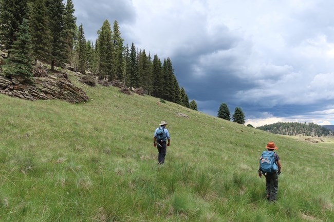 BigTreeLizSteve Two volunteers walk in front of us through a grassy meadow lined by forest.