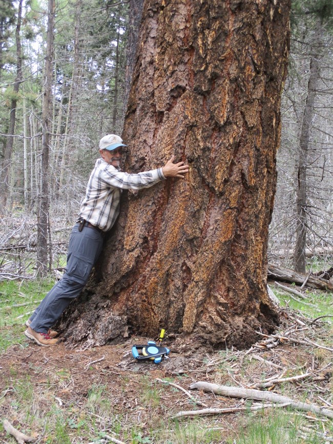 BigTreeSteveDouglasFir168circ Volunteer Steve hugs a massive Douglas Fir tree, 168 inches in circumference.