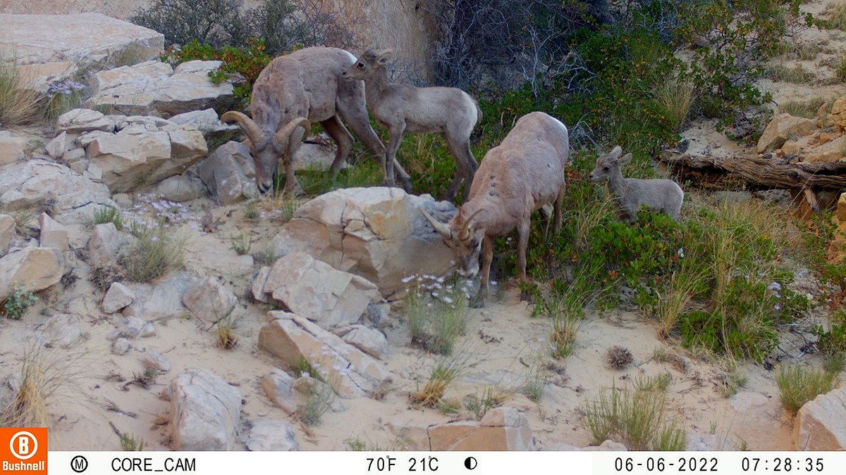 Image of bighorn sheep caught on remote wildlife camera with rocky, mountainous landscape in the background
