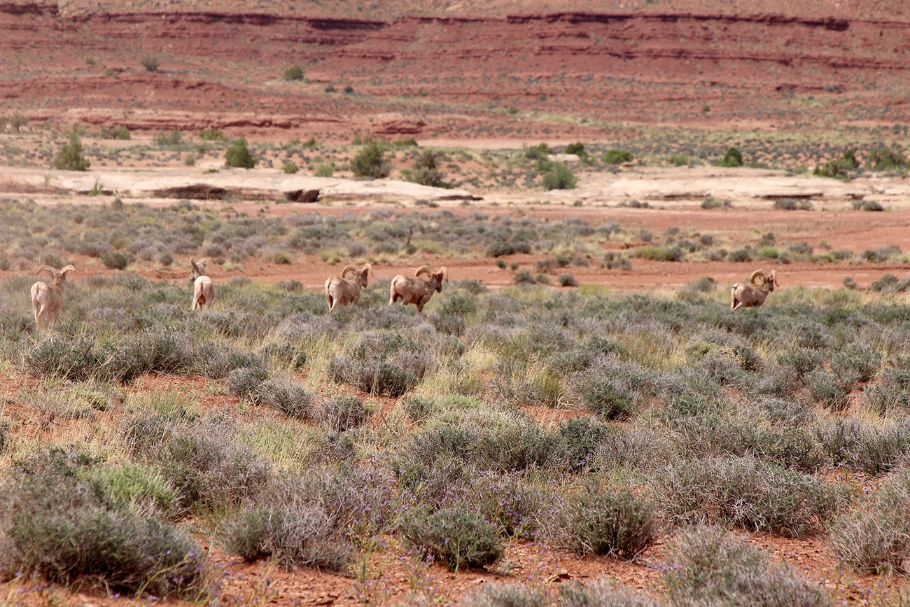 A group of five bighorn rams flee across a field of red earth and green plants
