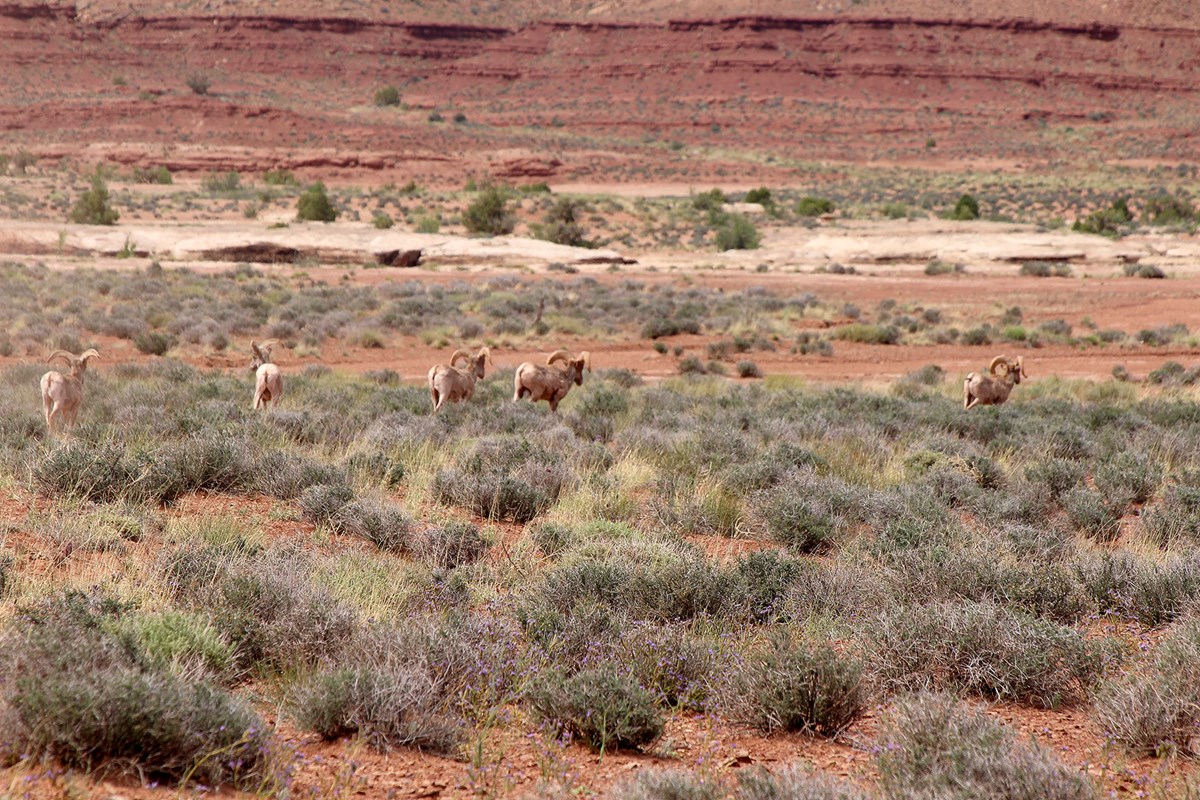 A group of five bighorn rams flee across a field of red earth and green plants