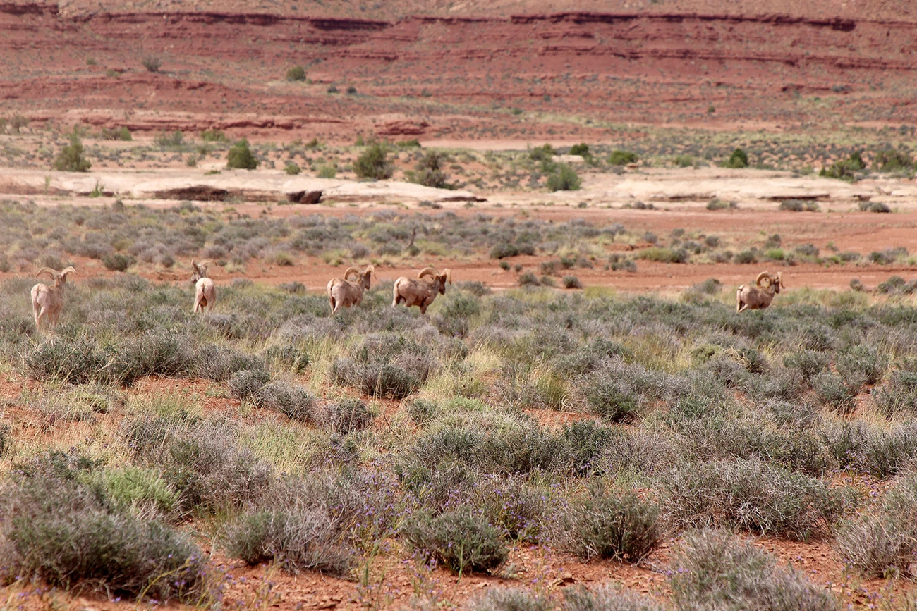 Fleeing bighorn sheep A group of five bighorn rams flee across a field of red earth and green plants