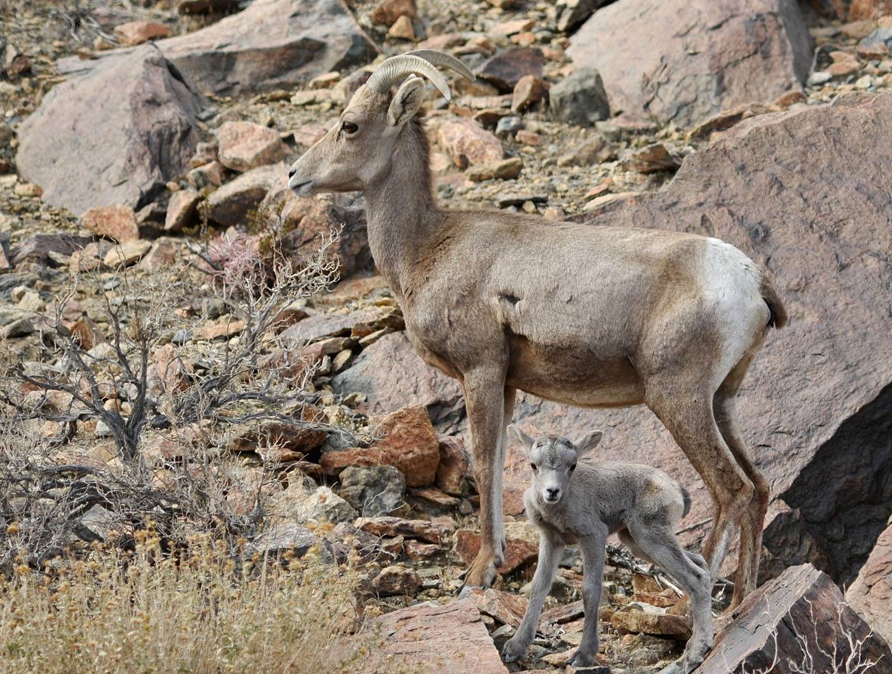 Desert bighorn ewe with lamb against background of rocks on a steep slope