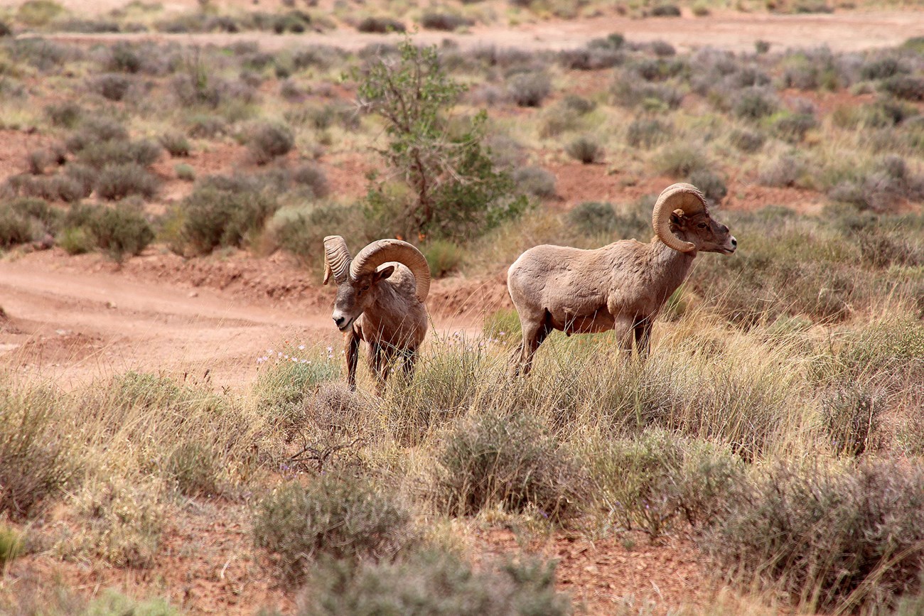Bighorn rams with imposing horns look up while standing on green vegetation against a backdrop of red rocks and earth interspersed with green shrubs