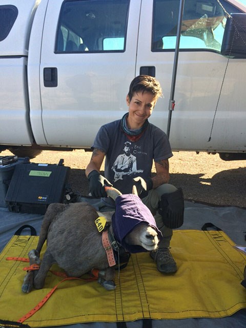 A researcher kneeling in front of a white truck on a tarp with a bighorn sheep. The sheep is asleep with eyes covered and has a GPS radio collar around its neck.