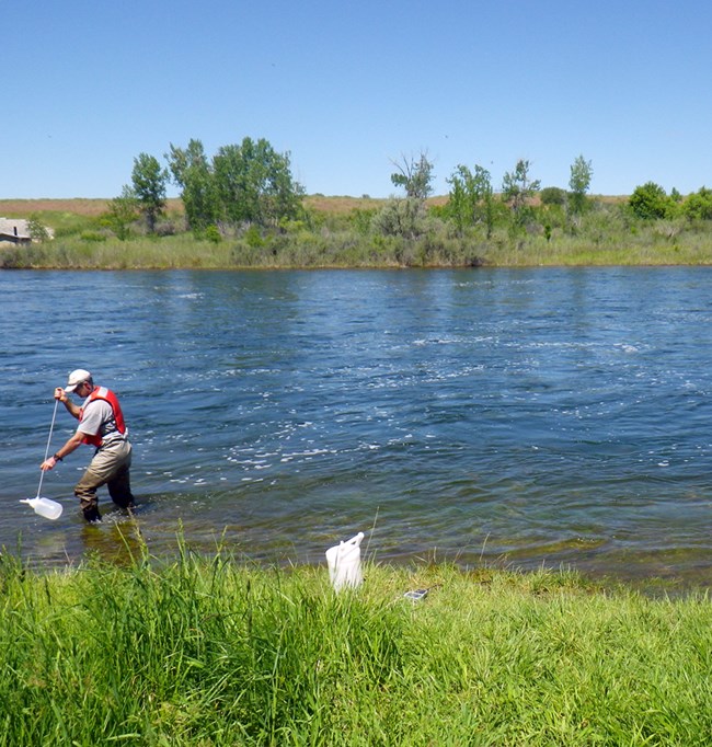 Bighorn River monitoring site A scientist standing in a river collecting water in a container attached to a pole