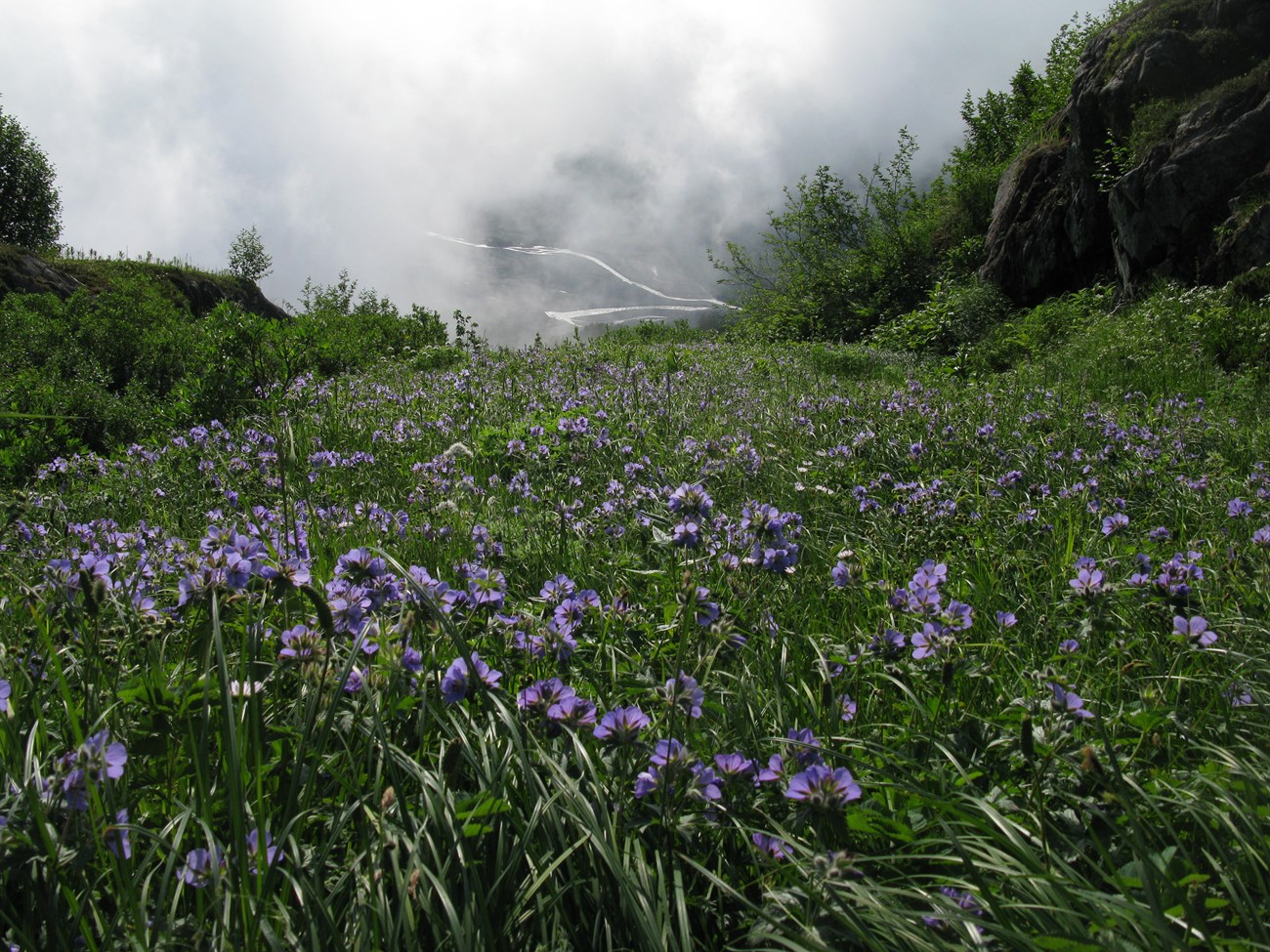 Wild geranium amidst a grassy field at Kenai Fjords National Park Wild geranium amidst a grassy field at Kenai Fjords National Park