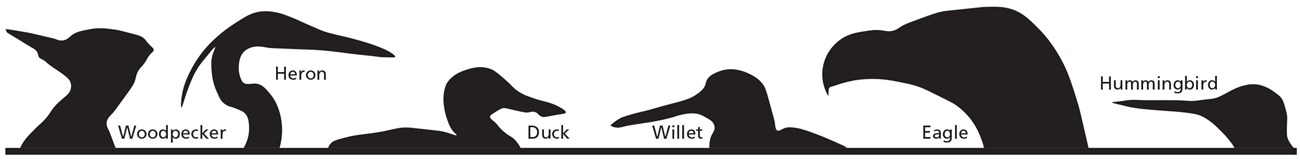 Silhouettes of several bird heads to show different bills.
