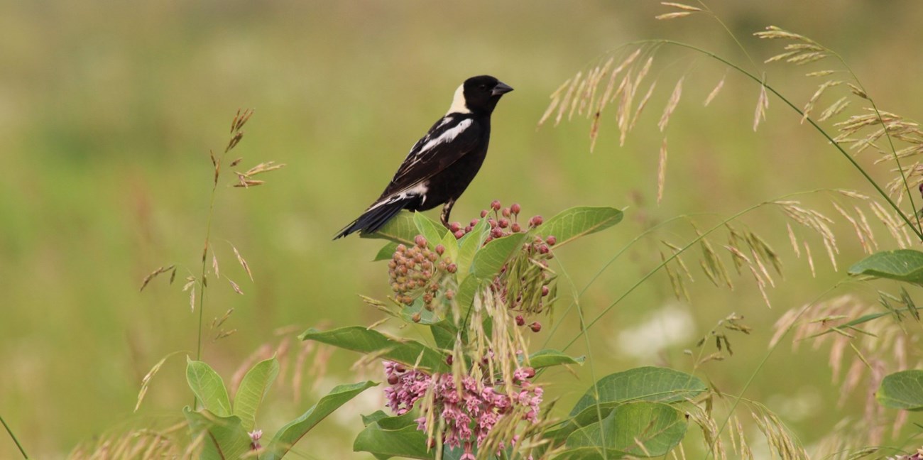 Bobolink hanging out on wildflowers Bird sitting on a flower