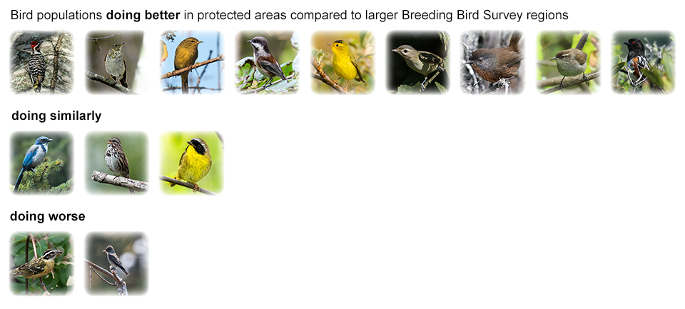 Fourteen small photos of different bird species in three rows. The nine on top are doing better in protected areas compared to larger Breeding Bird Survey regions. The three in the middle are doing similarly. The two on the bottom are doing worse.