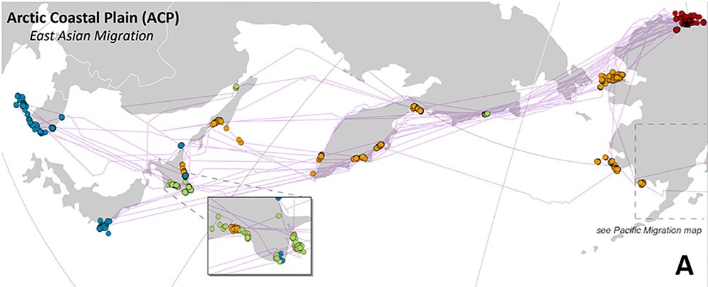 A map of the Arctic Coastal flyway.