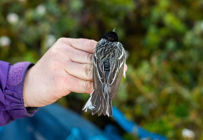 A warbler with a transmitter perched on a hand.