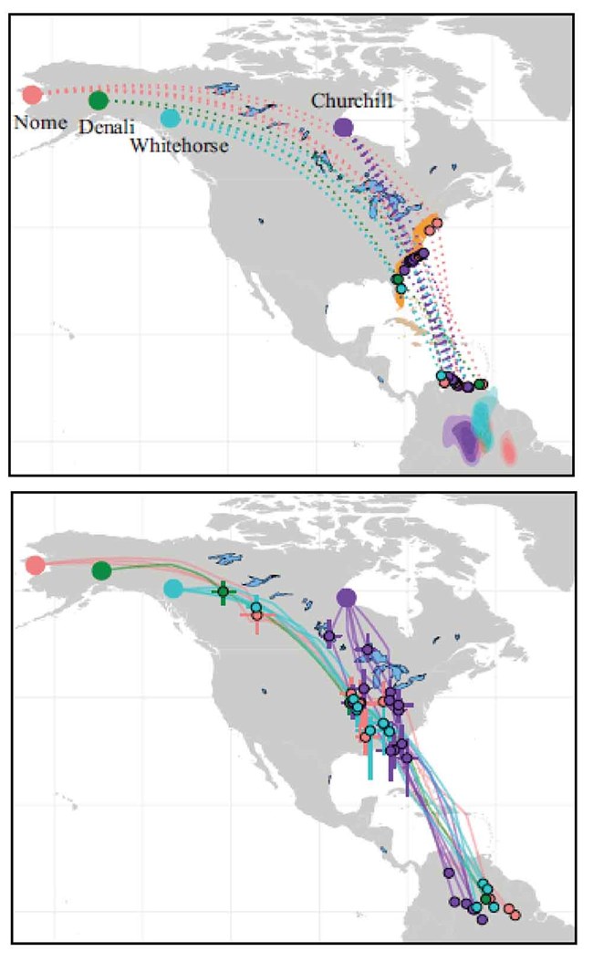 Two maps showing migration routes.