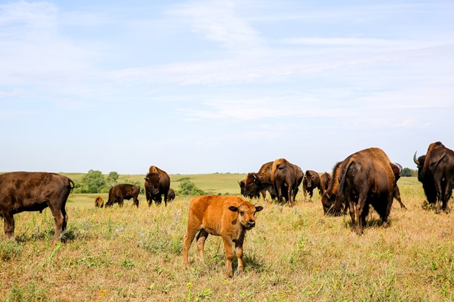 Bison Calf A bison calf stands in a open field surrounded by adult bison.