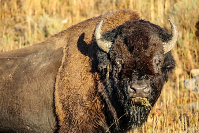 Bison A bison stands in a field eating grass.