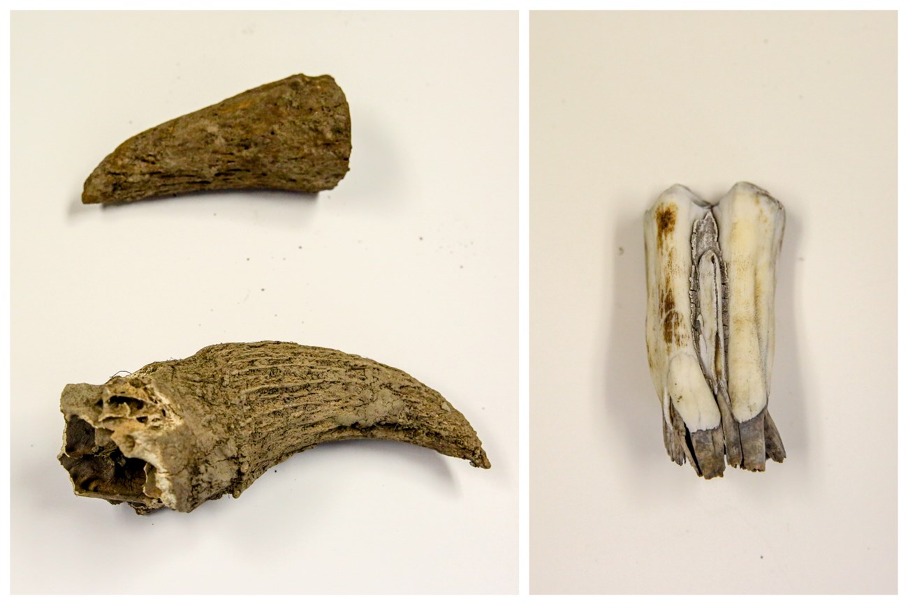 Bison Horn and Teeth Samples Dirt-covered bison horns and a tooth lay on a white table.