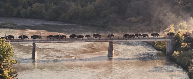 bison running across bridge over the Niobrara River