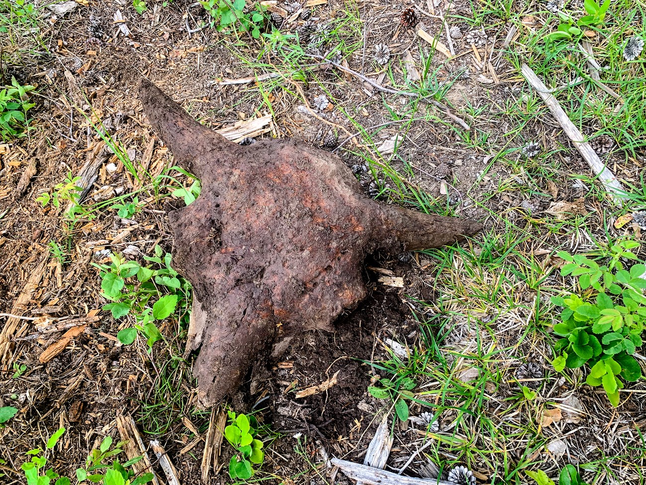 Bison Skull A dirt-covered bison skull sits on green grass.
