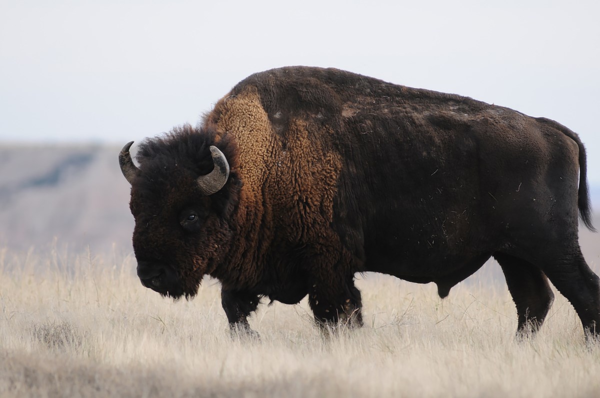 A bison stands in a field of dry grass