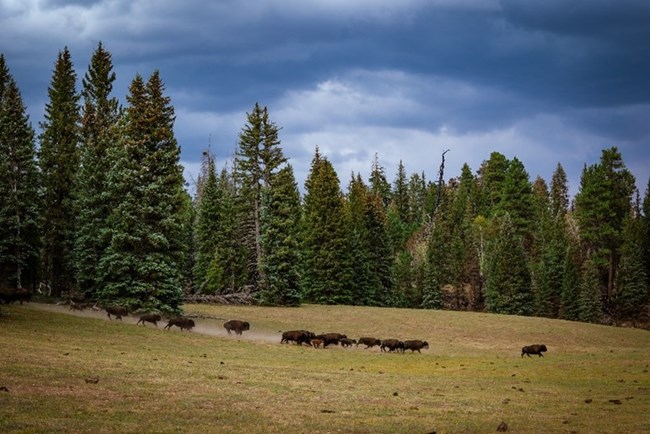 A herd of 10 bison cross through a meadow with trees in the background