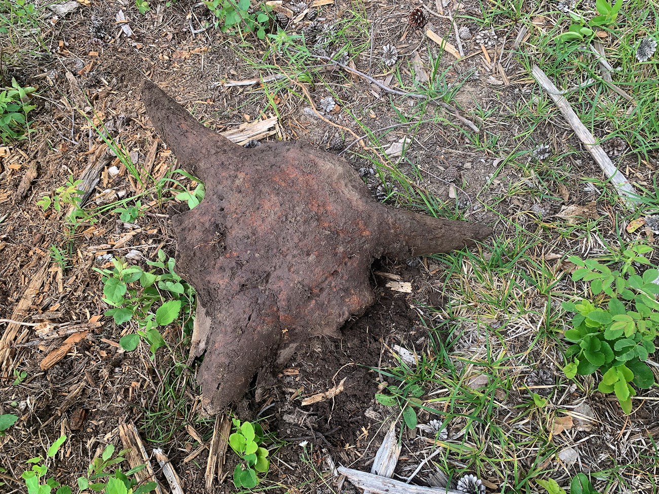 Bison skull Bison skull sits on ground next to green vegetation